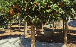 桂花品种价格差异有多大？