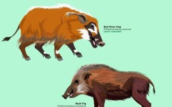 猪的地方品种与引入品种有何差异？