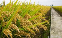 伊宁市常见水稻品种有哪些？