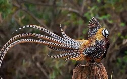 野鸡家养品种有哪些？