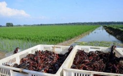 北方水稻如何套养龙虾？