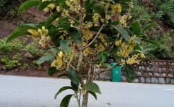 哪种桂花树品种最适合食用？