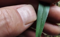 宽叶兰花有哪些常见品种？