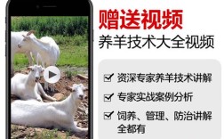 小尾寒羊养殖技术步骤有哪些？