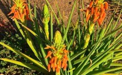 芦荟品种有哪些？附图片详解！