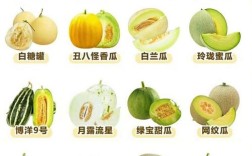 最新甜瓜品种是哪个？