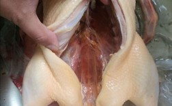 樱桃谷鸭肉鸭养殖技术有哪些关键要点？