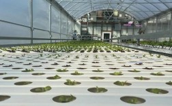 大棚蔬菜种植最新技术有哪些新突破？