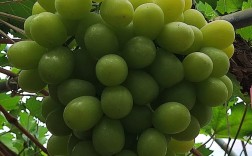 哪些新品种葡萄最高产