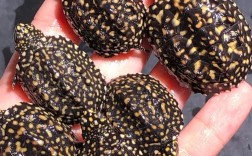 广东斑点池龟苗价格多少？