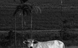 灰色牛是什么品种？