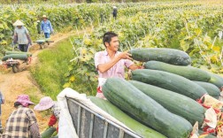 冬瓜种植技术视频有何新进展？