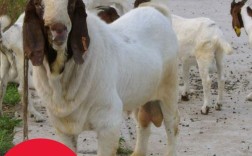 波尔山羊最新价多少？