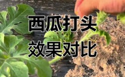 西瓜整枝管理技术视频