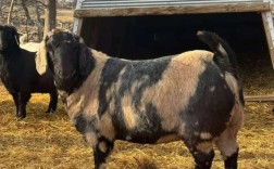 河南波尔山羊种羊价格多少钱一只？