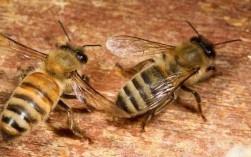 意蜂哪个品种产蜜量最高？