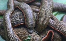 中国究竟有多少种水蛭？