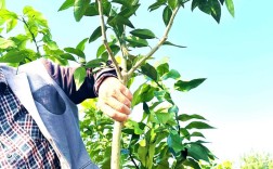 当前柑橘品种哪个最好？