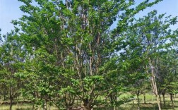 先花后树品种有哪些？