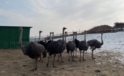 半年鸵鸟养殖技术如何掌握？