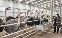 养殖鸵鸟哪个品种更优？