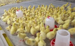 农广天地养鹅技术视频怎么学？