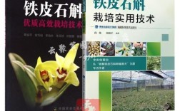 铁皮石斛高效栽培技术有哪些要点？