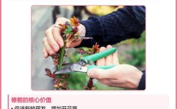 玫瑰花修剪要掌握哪些关键技术？