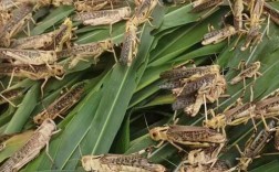 潍坊蝗虫养殖技术如何掌握？