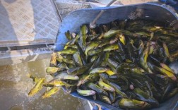 水泥池黄颡鱼养殖技术要点有哪些？