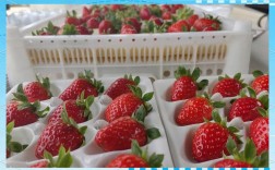 早熟草莓品种有哪些？