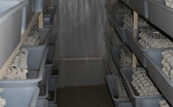 生态蝎子养殖技术视频怎么学？