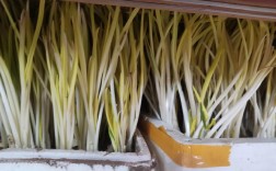 四季蒜黄怎么种？视频教你关键技术！