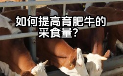 美国肉牛养殖技术视频有哪些关键要点？