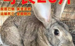 比利时兔子品种有哪些？