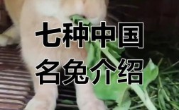 中国有哪些常见兔子品种？