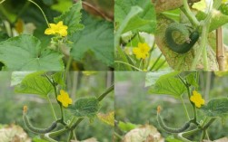 黄瓜种植技术视频下载