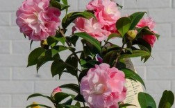 哪些茶花品种叶子大？