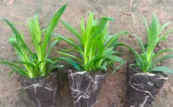 大棚花卉康乃馨种植技术