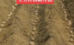 河南土豆种植技术视频，如何科学选种、密植与病虫害防治实现高产？