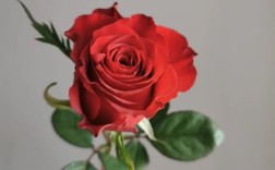 国产玫瑰最好品种是哪个？