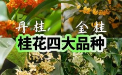 桂花树品种有哪些？看图识别！