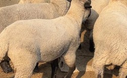 全世界最好的肉羊品种是哪个？