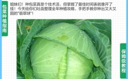 南方包心菜种植技术有哪些关键要点？