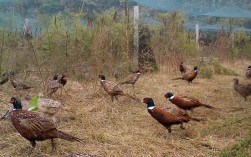 野生小野鸡家养关键技术有哪些？