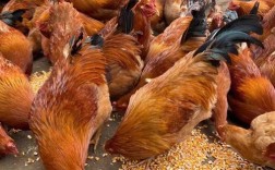 农田适合养殖什么品种最赚钱？