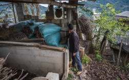 黄国忠虎头蜂养殖技术有何关键要点？