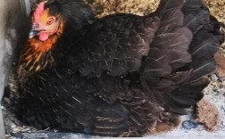 黑色小鸡是什么品种？