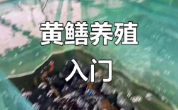 农村黄鳝养殖技术有哪些关键要点？