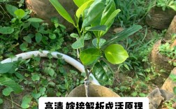 柚子嫁接栽培管理技术要点有哪些？